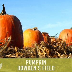 Everwilde Farms Howden's Field Pumpkin Seeds – 1/4 Lb Mylar Packet For Planting (2024 Crop)