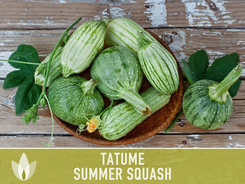 SeedGeeks Tatume Summer Squash Seeds