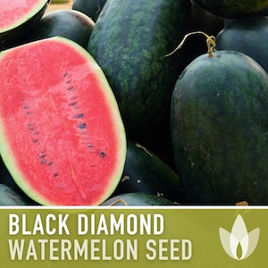 Black Diamond Watermelon Heirloom Seeds