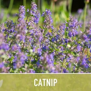 Catnip Herb Seeds | 300+ Heirloom Seeds for Cat Euphoria, Calming Herbal Tea, Bee Garden image 7
