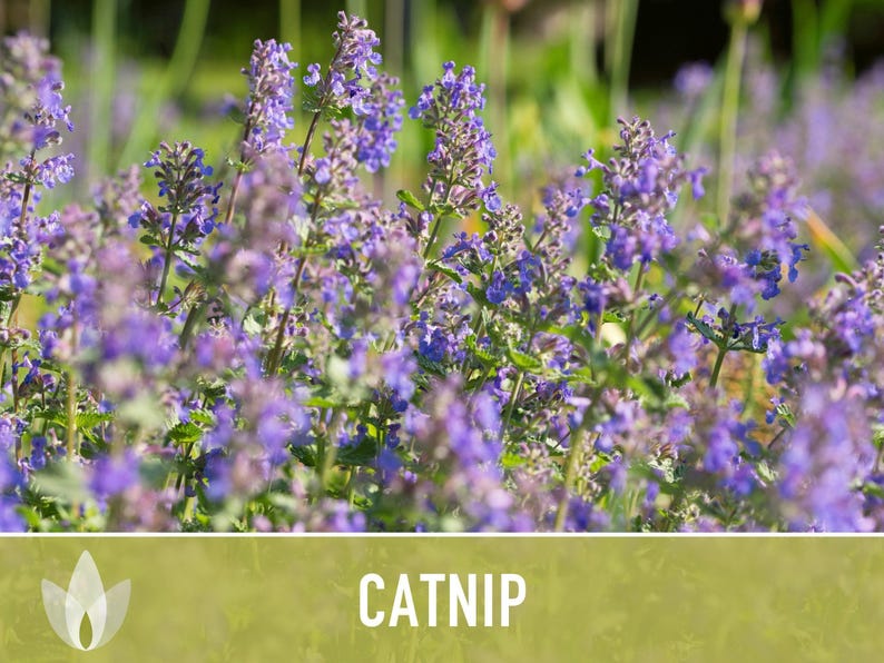 Catnip Herb Seeds | 300+ Heirloom Seeds for Cat Euphoria, Calming Herbal Tea, Bee Garden image 7