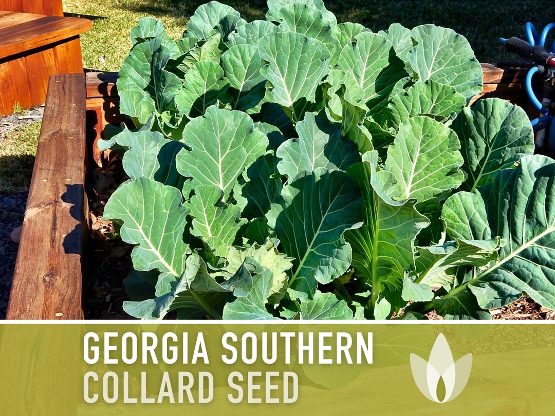 Southern Collard Seeds Heirloom Seeds, Southern Favorite, Tender Mild Flavor, Slow Bolt