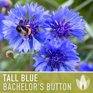 Bachelor's Button, Tall Blue Flower Seeds - Heirloom Seeds, Cornflower, Cut Flowers, Blue Flowers, Wildflower, Open Pollinated