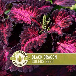 May include: Close-up of Black Dragon Coleus plant leaves. The leaves are a deep burgundy with vibrant pink and red veining. The edges of the leaves are ruffled. The image includes the Seed Geeks logo and text that reads "Black Dragon Coleus Seed."