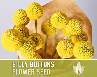 Billy Buttons (Drumsticks) Flower Seeds - Heirloom Seeds, Drumstick Flower, Craspedia Globosa, Cut Flowers, Open Pollinated, Non-GMO