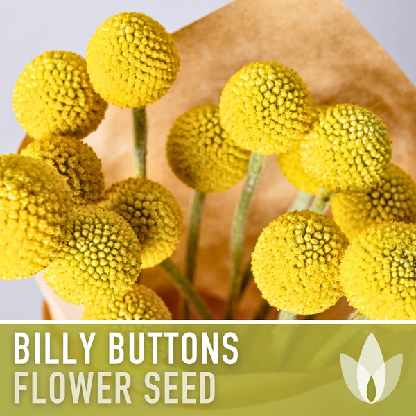 Billy Buttons (Drumsticks) Flower Seeds - Heirloom Seeds, Drumstick Flower, Craspedia Globosa, Cut Flowers, Open Pollinated, Non-GMO