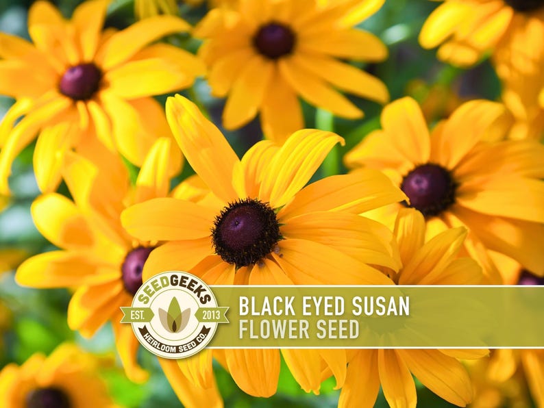 Heirloom Black-Eyed Susan Seeds, Native Rudbeckia Hirta Flower Bild 1
