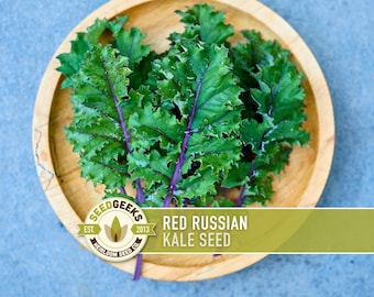 Red Russian Kale Heirloom Seeds