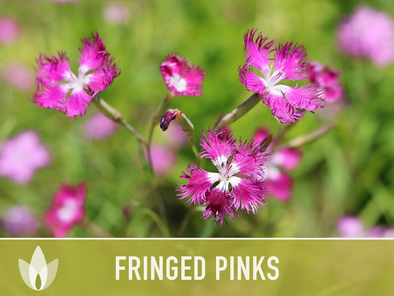 Fringed Pinks Dianthus Seeds – Fragrant Heirloom Flower, Pollinator Garden image 11