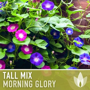 Morning Glory, Tall Mix - Heirloom Seeds, Flower Seeds, Vine, Mixed flowers, Flower mix