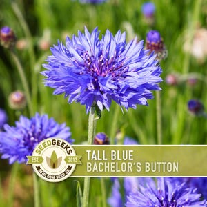 May include: A close-up of a vibrant blue Bachelor's Button flower in a field of green. The flower has a spiky, layered appearance with a deep purple center. The image includes the text "Tall Blue Bachelor's Button" and a logo.