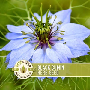 a close-up view of a vibrant blue flower with green stems, surrounded by green foliage.