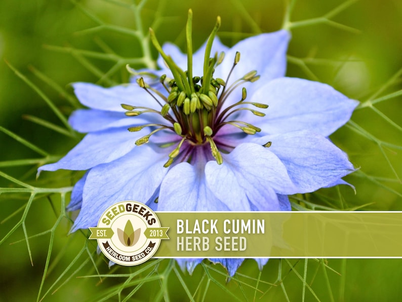 a close-up view of a vibrant blue flower with green stems, surrounded by green foliage.