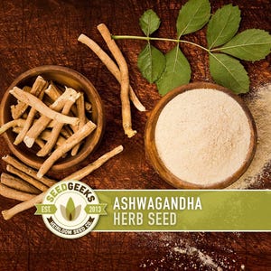 Ashwagandha Herb Seeds | 30+ Seeds, Organic, Heirloom Indian Ginseng, Medicinal, Withania somnifera image 1