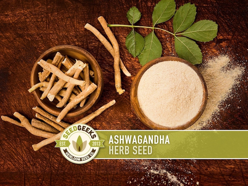 Ashwagandha Herb Seeds | 30+ Seeds, Organic, Heirloom Indian Ginseng, Medicinal, Withania somnifera image 1