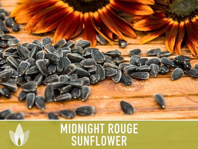 Midnight Rouge Sunflower Seeds - Burgundy Bouquet Flowers afbeelding 7