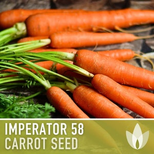 Imperator 58 Carrot Heirloom Seeds