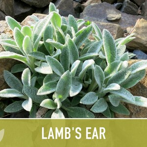 Lamb's Ear Flower Seeds – Heirloom Stachys Byzantina, Pollinator Friendly afbeelding 10