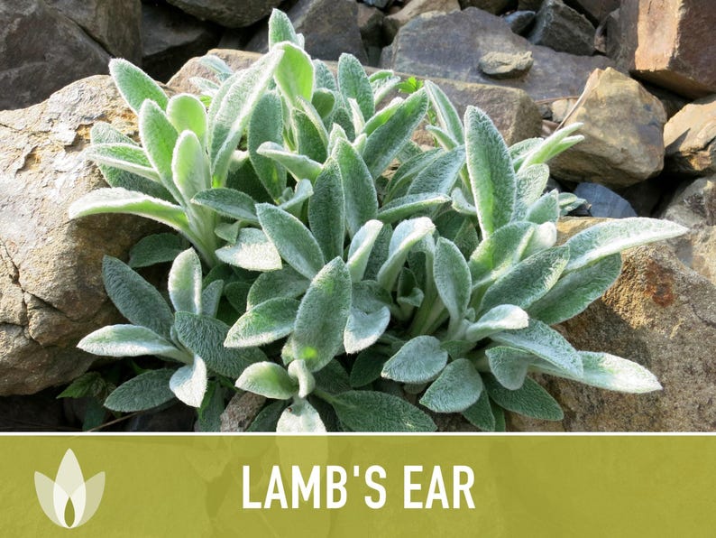 Lamb's Ear Flower Seeds – Heirloom Stachys Byzantina, Pollinator Friendly afbeelding 10
