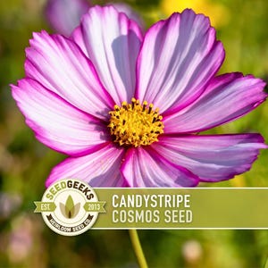 Candystripe Cosmos Flower Seeds - Heirloom, Non-GMO image 1
