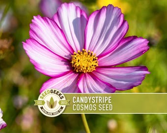 Candystripe Cosmos Flower Seeds - Heirloom, Non-GMO