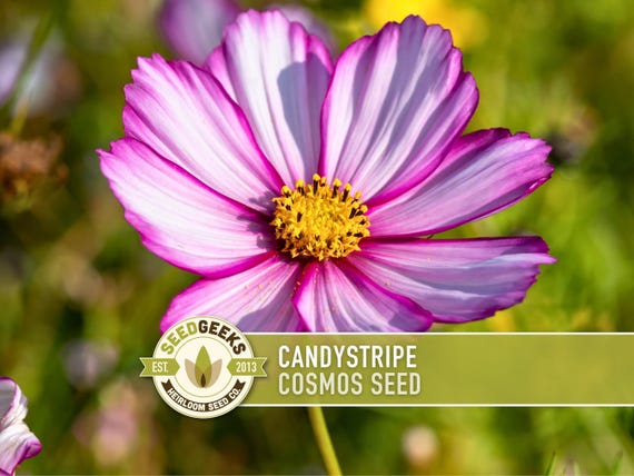 Candystripe Cosmos Flower Seeds - Heirloom, Non-GMO