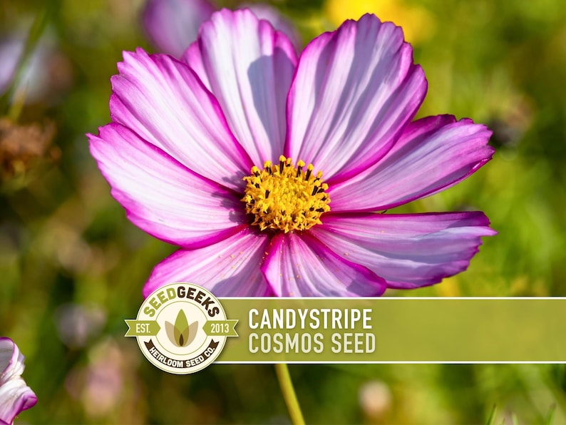 Candystripe Cosmos Flower Seeds - Heirloom, Non-GMO image 1