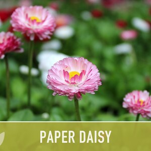 Paper Daisy Flower Seeds - Heirloom Everlasting Flowers for Bouquets image 10