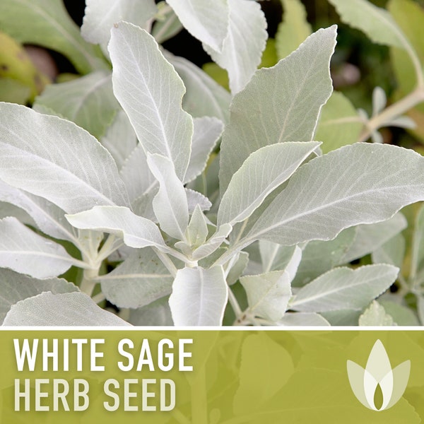 White Sage Seeds - Ceremonial Sage, Heirloom Seeds, Sacred Sage, Smudge Sage, Medicinal Herb, Culinary Herb, Non-GMO