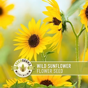 May include: A close-up shot of bright yellow sunflowers with dark brown centres. The image includes the text "Wild Sunflower Flower Seed" and the Seed Geeks logo, suggesting a product related to gardening or seed sales.
