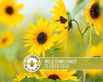 Wild Sunflower Seeds - Heirloom Seeds, Native Wildflower, Helianthus Annuus, Open Pollinated, Non-GMO