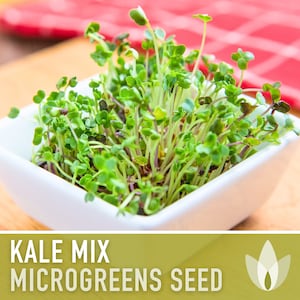 Kale Microgreens Seed Mix - Sprouting Mix, Microgreens Mix, Premier, Red Russian, Heirloom Seeds, Open Pollinated, Non-GMO