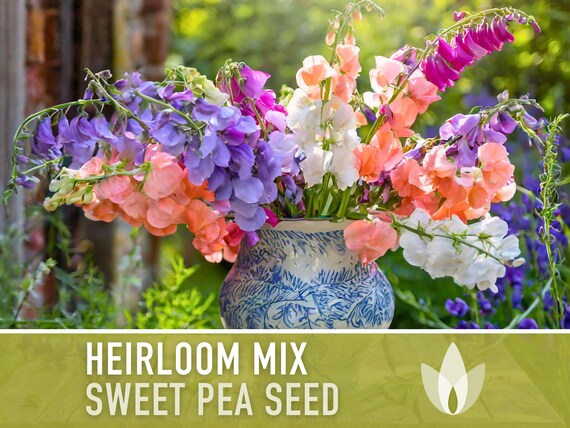 Sweet Pea Seeds, Heirloom Mix - 25 Seeds, Cottage Garden Flowers