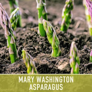 Mary Washington Asparagus Seeds, Heirloom Vegetable, Non-GMO image 6