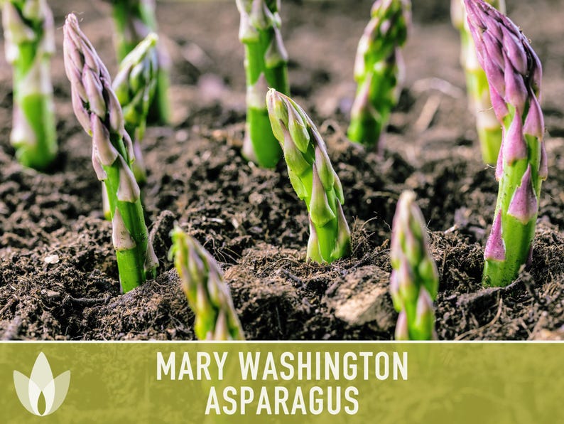 Mary Washington Asparagus Seeds, Heirloom Vegetable, Non-GMO image 6