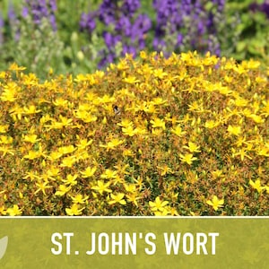 St. John's Wort Herb Seeds - Heirloom Medicinal Plant, Open Pollinated image 8
