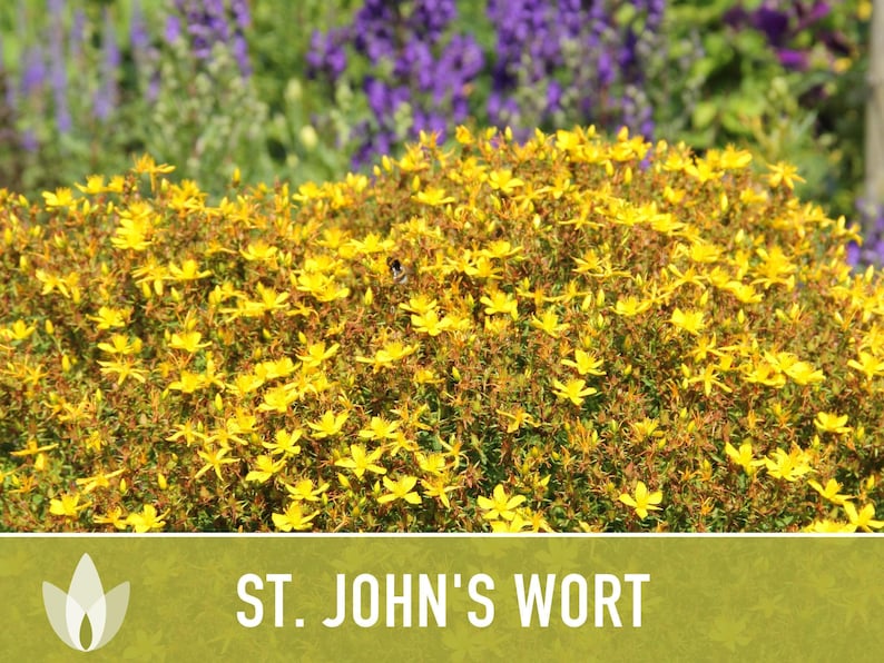 St. John's Wort Herb Seeds - Heirloom Medicinal Plant, Open Pollinated image 8