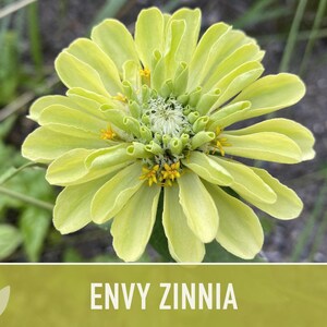 Envy Lime Green Zinnia Seed | 100+ Seeds, Heirloom Annual Flower, Butterfly Gardens, Cut Flowers, Zinnia elegans zdjęcie 11