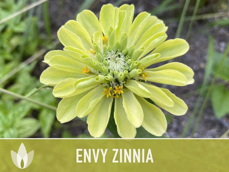 Envy Lime Green Zinnia Seed | 100+ Seeds, Heirloom Annual Flower, Butterfly Gardens, Cut Flowers, Zinnia elegans zdjęcie 11
