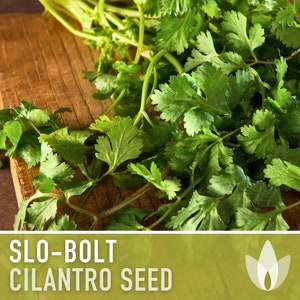 Slo-Bolt Cilantro Herb Heirloom Seeds image 3