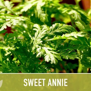 Sweet Annie Herb Seeds Heirloom Seeds, Sweet Wormwood, Chinese Wormwood, Sagewort, Asian Seeds, Artemisia Annua, Open Pollinated, Non-GMO image 4