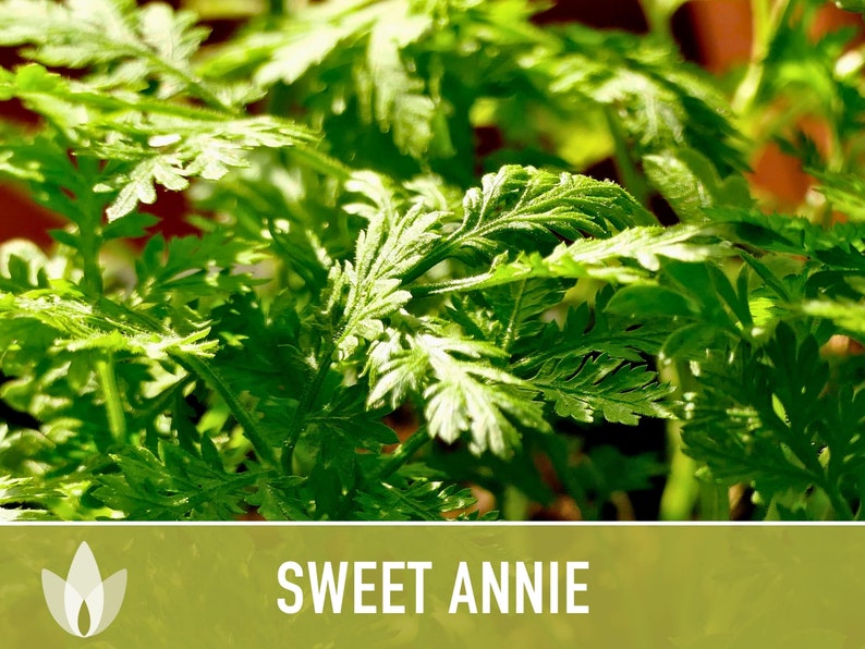 Sweet Annie Herb Seeds Heirloom Seeds, Sweet Wormwood, Chinese Wormwood, Sagewort, Asian Seeds, Artemisia Annua, Open Pollinated, Non-GMO image 4