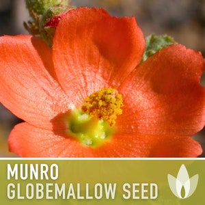 Munro&#39;s Globemallow Seeds - Heirloom Seeds, Desert Hollyhock, Globe Mallow, Sphaeralcea Munroana, Drought Tolerant, Bee Friendly, Non-GMO