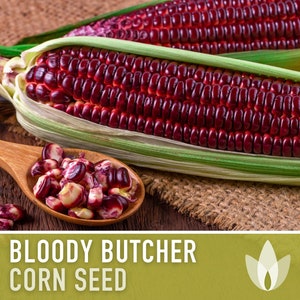 Bloody Butcher Corn Seeds - Heirloom Dent Corn, Flour Corn, Seed Packets, Open Pollinated, Non-GMO