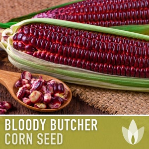 May include: Close-up of two ears of Bloody Butcher corn, a variety with deep red kernels. The corn is on a rustic wooden surface with a wooden spoon filled with kernels. The text "BLOODY BUTCHER CORN SEED" is displayed on a green background.