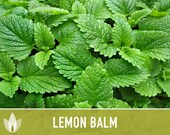 Lemon Balm Herb Seeds - Heirloom, Medicinal Herb, Culinary Herb, Open Pollinated, Non-GMO