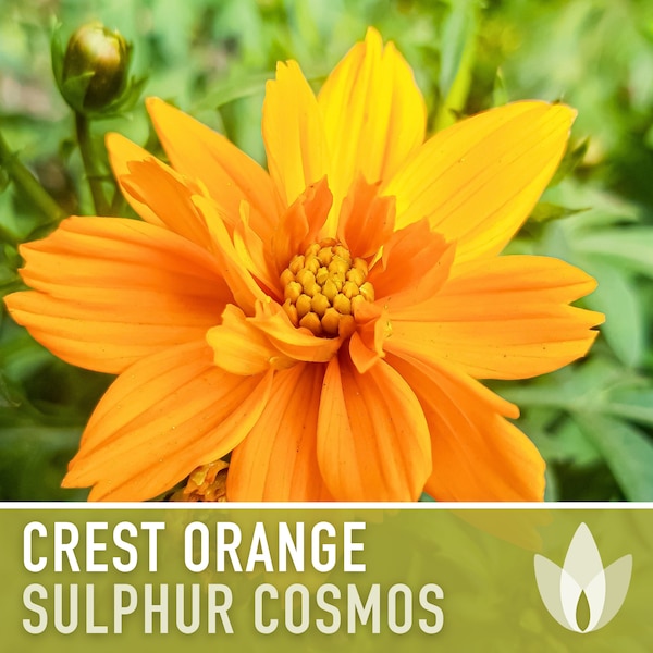 Sulphur Cosmos, Crest Orange Flower Seeds - Heirloom Seeds, Orange Blooms, Cut Flowers, Butterfly Garden, Pollinator Friendly, Non-GMO