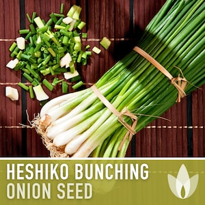 Heshiko Bunching Onion Seeds - Heirloom Seeds, Japanese Bunching Onion, Asian Green Onion, Alluim Fistulosum, Open Pollinated, Non-GMO