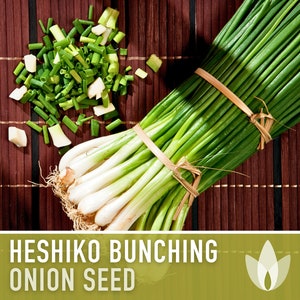 Heshiko Bunching Onion Seeds - Heirloom Seeds, Japanese Bunching Onion, Asian Green Onion, Alluim Fistulosum, Open Pollinated, Non-GMO