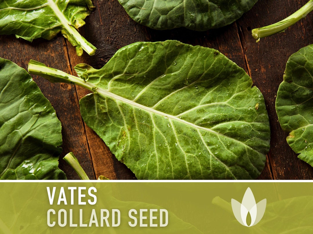 Vates Collards Heirloom Seeds Collard Greens, Early, Short Season, Heat Tolerant, Fall Planting
